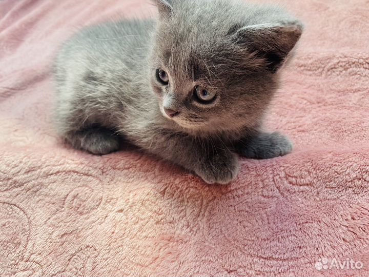 Котята 2 девочки бесплатно