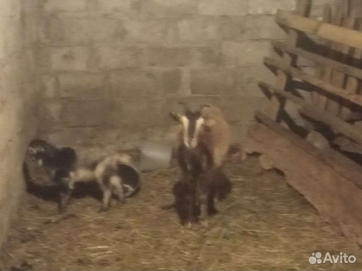 Козы с козлятами