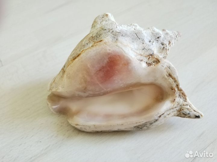 Морская раковина ракушка