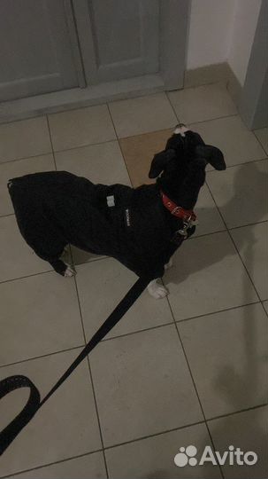 Одежда для средних собак