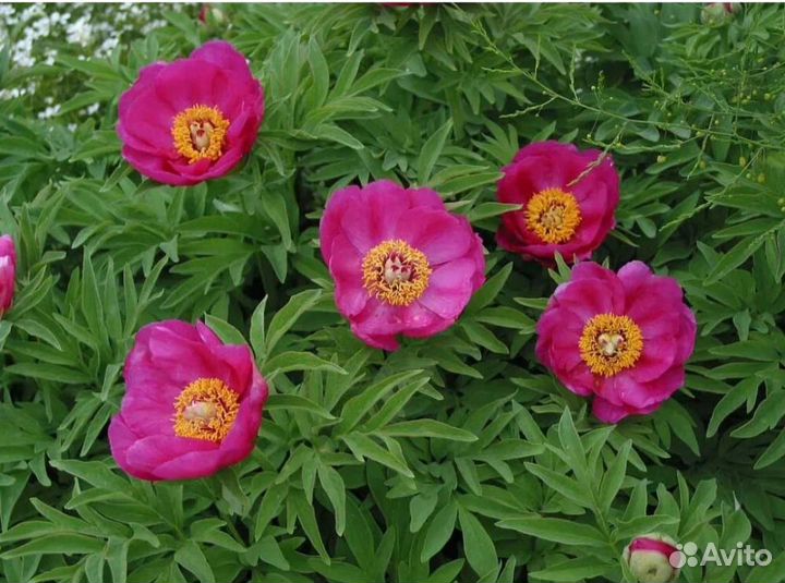 Марьин корень (пион уклоняющийся)