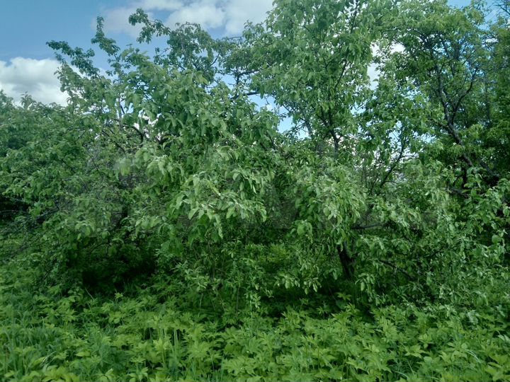 Участок 25 сот. (ИЖС)