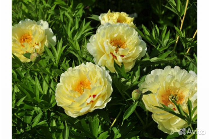 Сортовые пионы