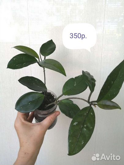 Цветы комнатные. Хойя