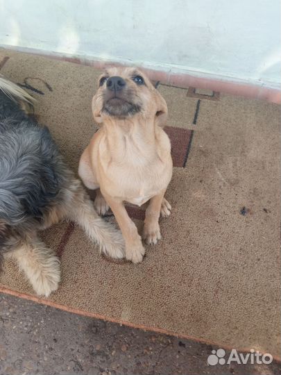 Девочка в добрые ручки