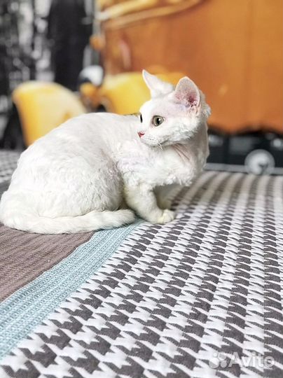 Белые девочки