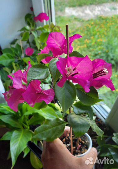 Бугенвиллея (Bougainvillea) Vera Deep Purple