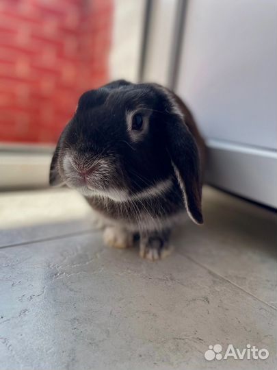 Вязка Среднекарликового вислоухого кролика