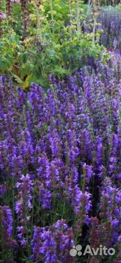 Семена иссопа