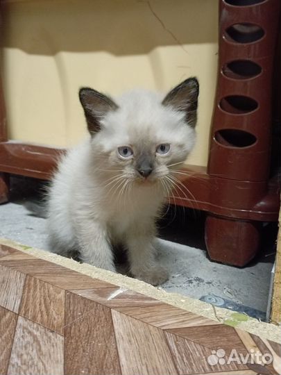 Котята