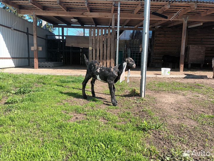 Бычок, козлята 50% камори, козочка