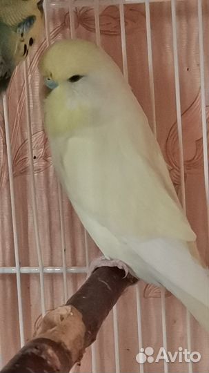 Попугаи ввп чехи