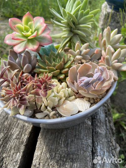 Композиция из суккулентов