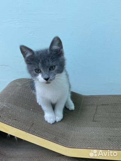 Кошечка 3 мес