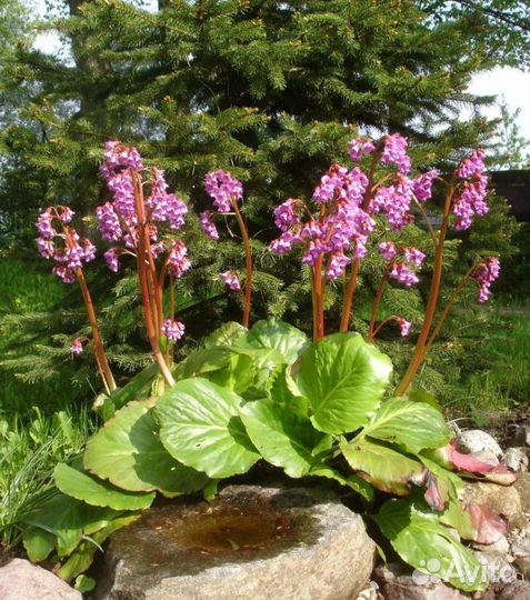 Колокольчик, самшит, бадан, вероника