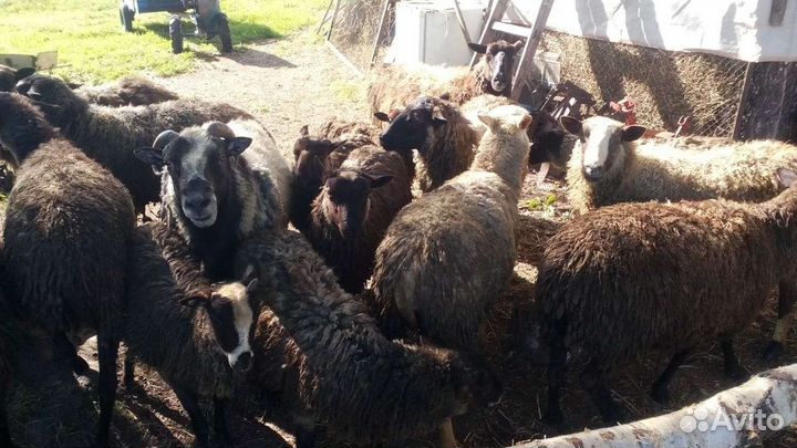 Овцы бараны