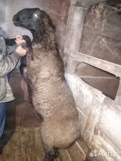 Телята. Баран гиссарский