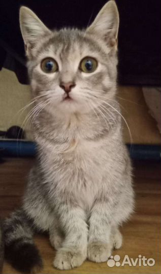 Котенок в дар