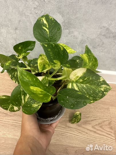 Сциндапсус эпипремнум