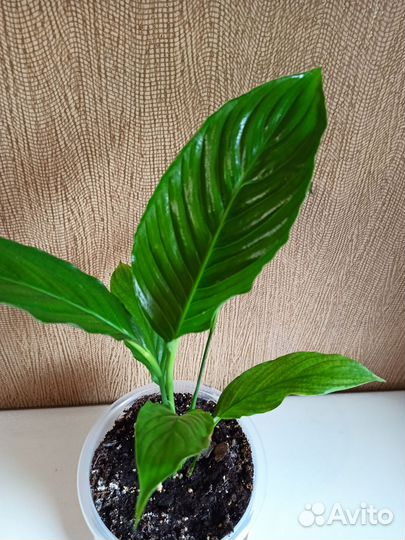 Спатифиллум, также известный как «женское счастье»