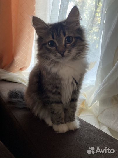 Кошка в дар бесплатно