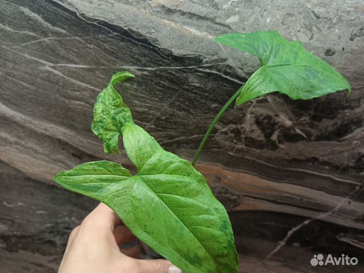 Жаде сатин сциндапсус,марбл квин