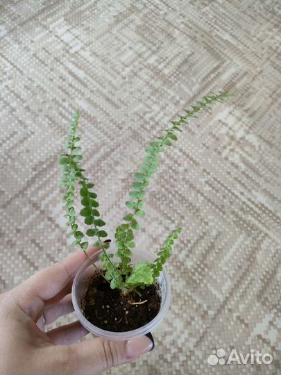 Нефролепис Кардифолия Даффи (сердцелистный)