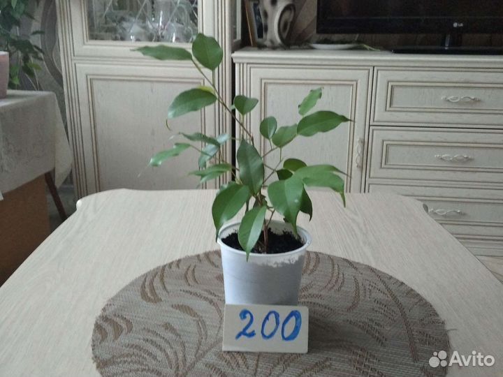 Фикус бенджамина