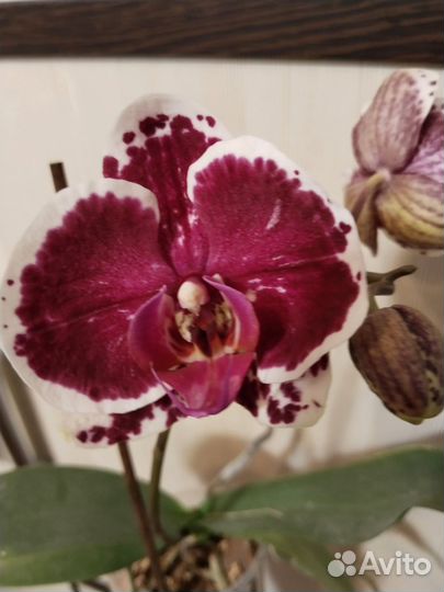 Орхидея фаленопсис
