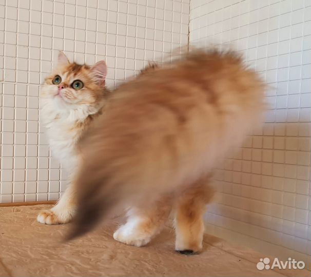 Британская кошечка