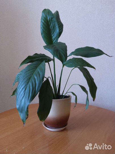 Спатифиллум