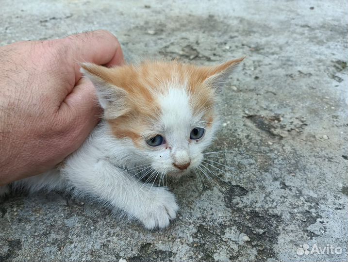 Котята в добрые руки бесплатно