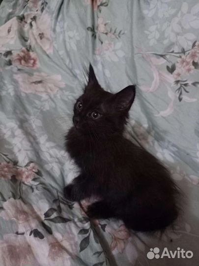 Котëнок в добрые руки