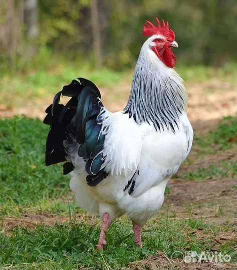 Продам петушков