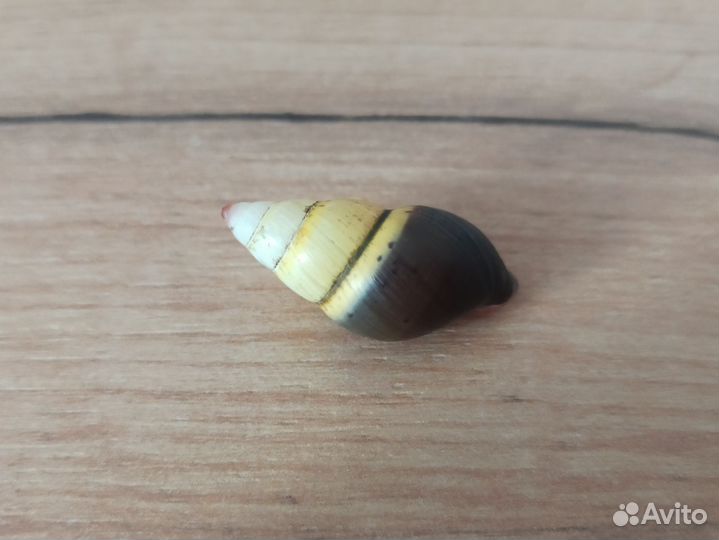 Морская раковина