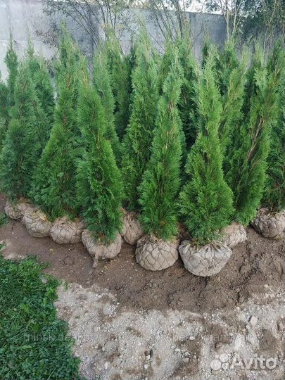 Туи Смарагд Брабант из Питомника + Гарантия
