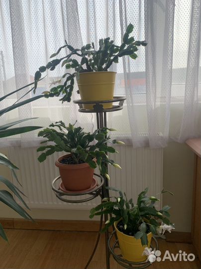 Декабристы