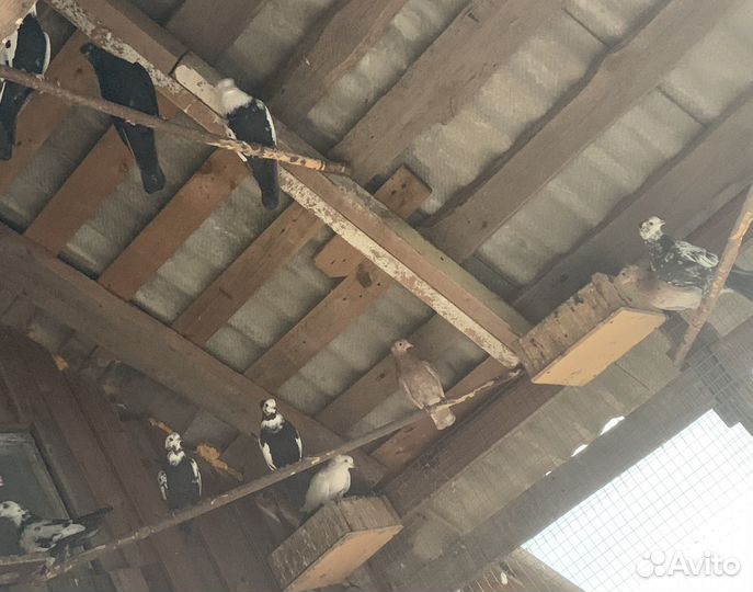 Продам бойных голубей