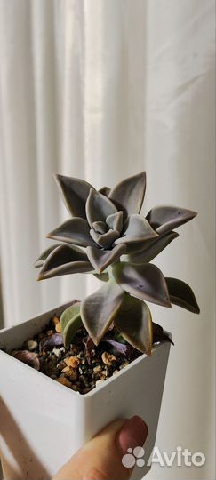 Суккуленты