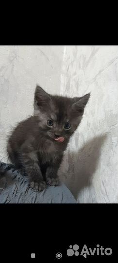 Котята мейн-кун