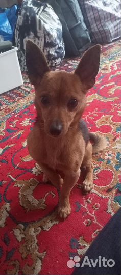 Отдам собаку в добрые руки