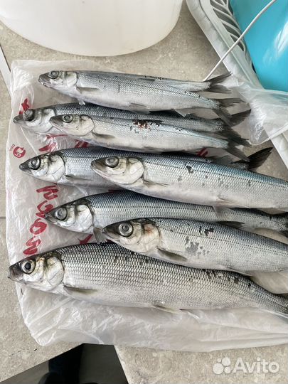 Рыбалка и отдых на северном Байкале