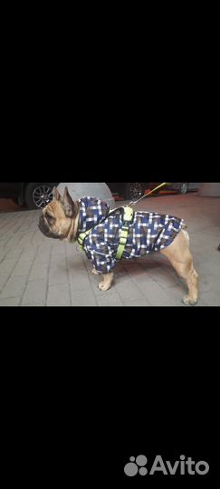 Одежда для собак