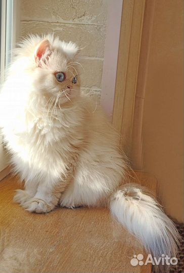 Британская длинношерстная кошка