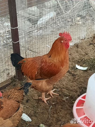 Молодые петухи