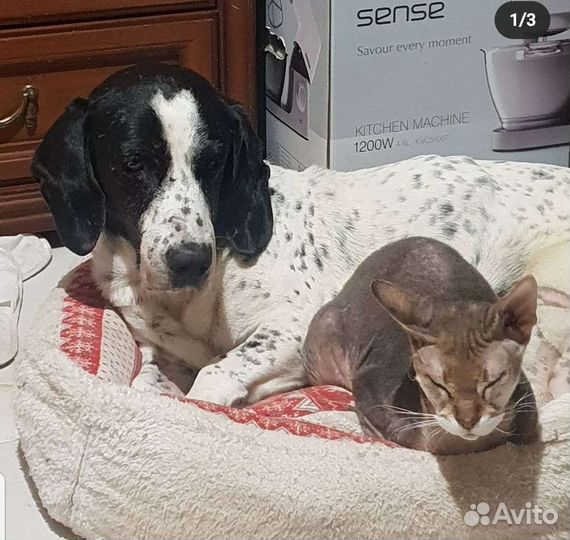 Передержка кошек и собак