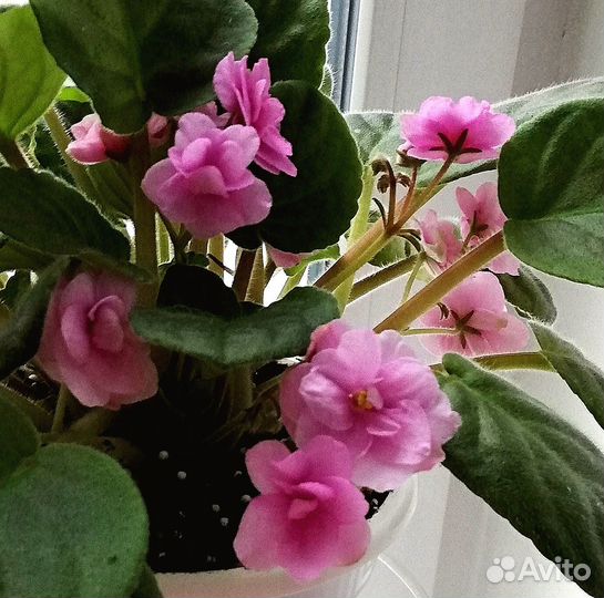 Фиалка цветущая розовая