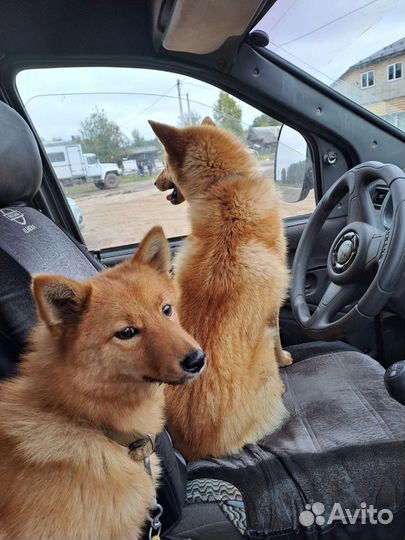 Щенки корелло финская лайка