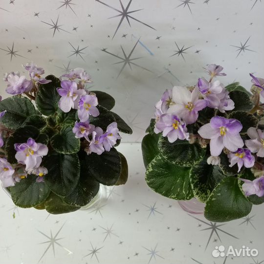 Фиалка мини