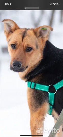 Девочка Рокси ишет дом